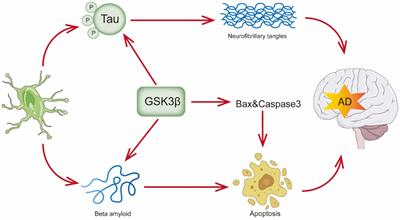 The role of PI3K signaling pathway in Alzheimer’s disease